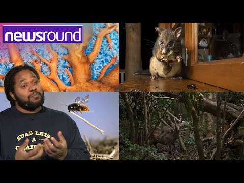 Wildlife Photographer of the Year with Hamza Yassin | Newsround