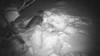 Huuhkaja rusakkohaaskalla