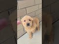 Golden Retriever dogs for sale: Lilo - Video 1