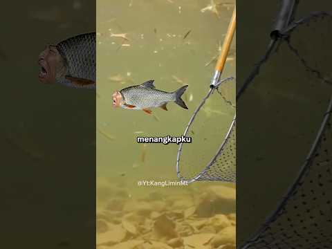 kisah ikan waktu kemarau