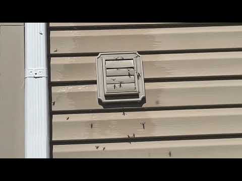 Exterminating a Yellow Jackets Nest Inside Exhaust Vent in Tinton Falls, NJ