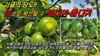 감귤의 당도!! 눈으로 확인 할 수 있다?! 없다?! : 비파괴당도계로 측정 확인!!
