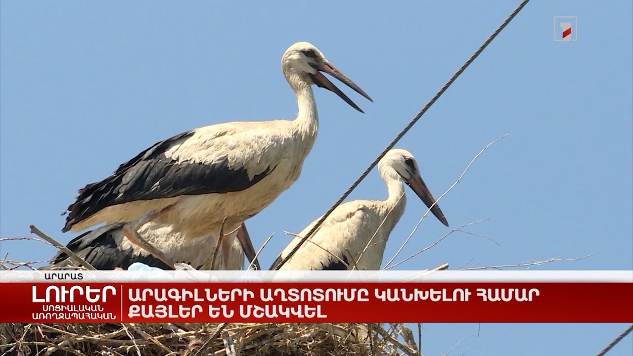 Արագիլների աղտոտումը կանխելու համար քայլեր են մշակվել