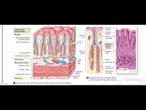 Gastric wall histology