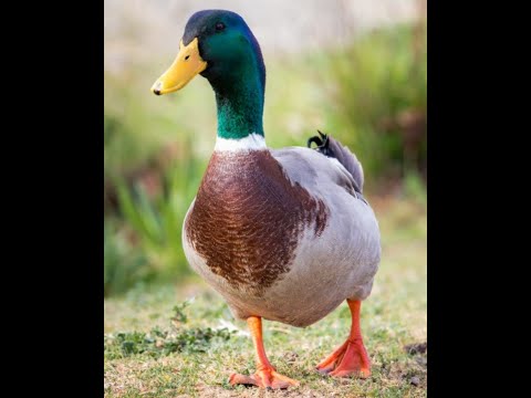 10 hours of silence occasionally broken by Duck Quack