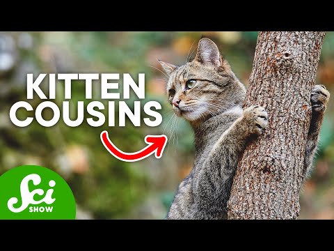 Where Do Domestic Cats Come From?