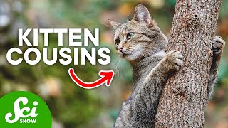 Where Do Domestic Cats Come From?