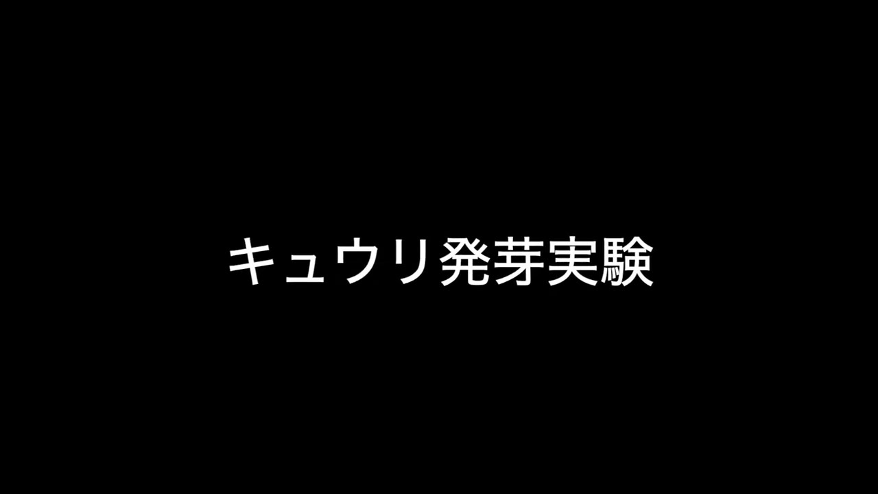 キュウリの発芽実験