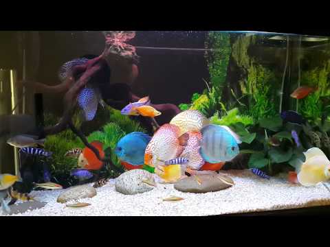 Discus vs ali cichlid