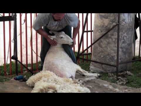 , title : 'Sheep Shearing Made Simple'