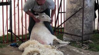 Sheep Shearing Made Simple