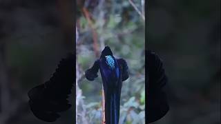 Download lagu masteran burung viral kocak hiburan warga  62 video lucu mp3 Download lagu masteran burung viral kocak hiburan warga  62 video lucu mp3