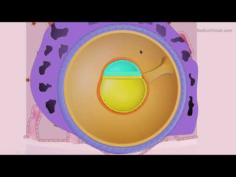 Quick Review - Week 2 (Second Week) Human Embryology