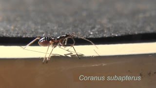 Coranus subapterus