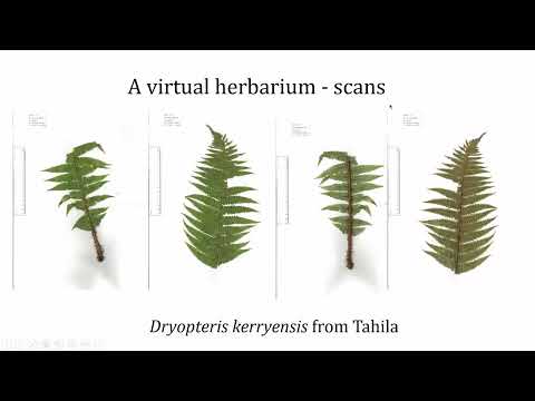 Irish Scaly Male ferns – a taxonomic study