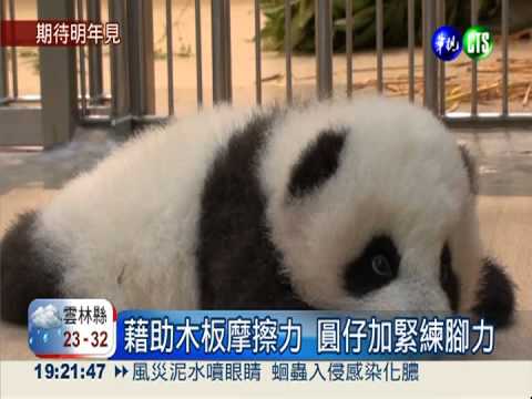 圓仔匍匐學爬行 預計明年初見客