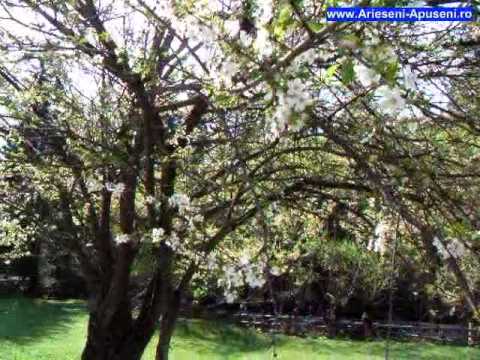 Pensiunea Viorica Arieseni