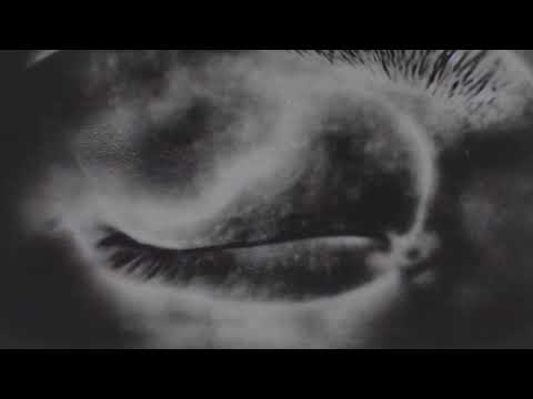 Video thumbnail for Black Dog