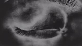 Gazelle Twin – “Black Dog”