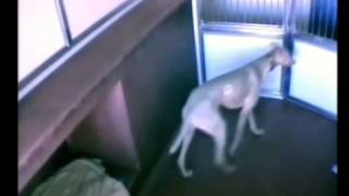 Is your dog an escape artist?