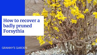 HOW TO RECOVER A BADLY PRUNED FORSYTHIA