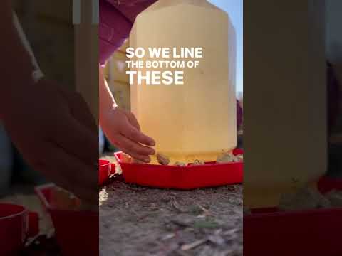 Save Time and Effort Watering Thousands of Chicks in the Brooder By Using This Trick!