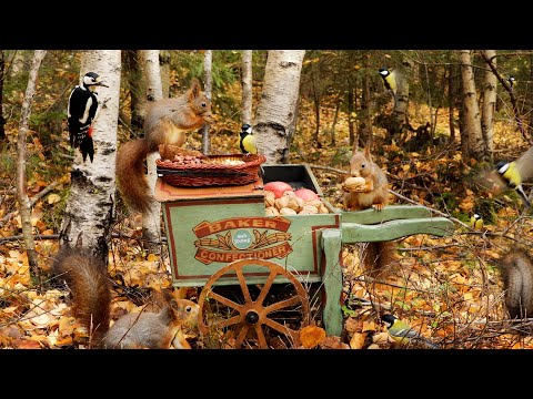 Hand Cart Bird Feeder 2 - Relax With Squirrels & Birds ( 1 Hour )