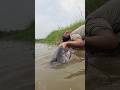 Amazing Fishing Technique In River Big Monster Fish Video Fish Video