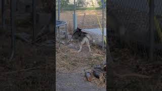 Bear can&#39;t figure it out.