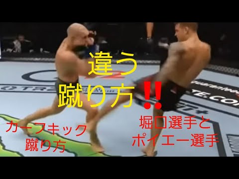 【カーフキック】ポイエー選手と堀口選手の蹴り方の違い【マクレガーをも倒した‼️】UFC.RIZIN