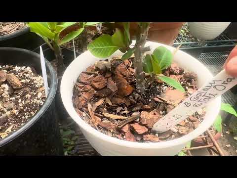 Vendido !!Paquete 1 de 5/31/25