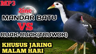 Download lagu MP3||suara burung mandar batu dan ruak-ruak mp3
