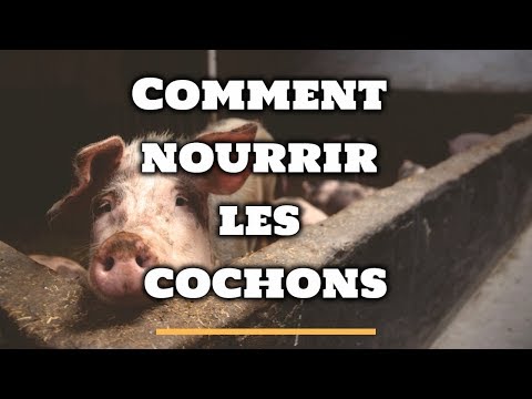 , title : 'L'alimentation des porcins - Quelle nourriture pour un cochon ?'