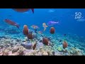Kiara Advani Under Water Swimming