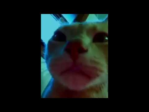 bass boost cat party hard