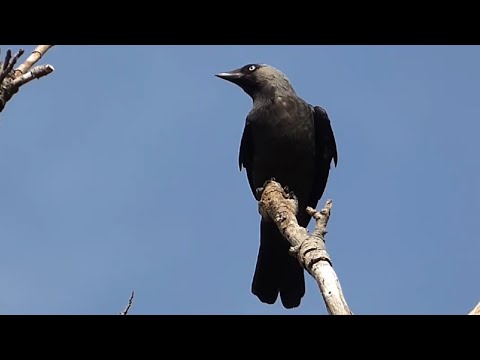 Ptice Hrvatske - Čavka (Corvus monedula) (Birds of Croatia - Jackdaw) (1/1)