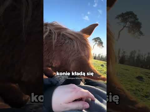 Jak odpoczywają konie? 🐴