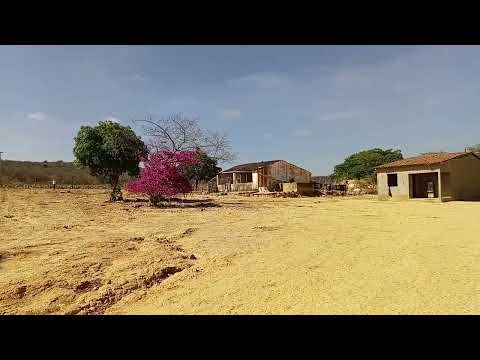Vendo barato essa fazenda em araripina pe tamanho 93 hectares rica em água 8781832650