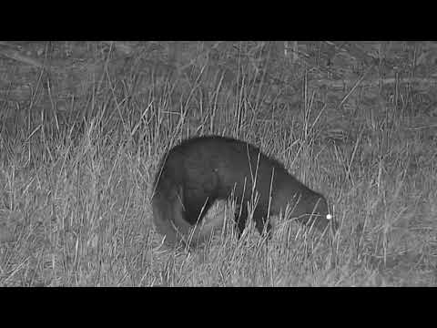 Djuma: White-tailed Mongoose and Scrub Hare - 20:12 - 08/31/19