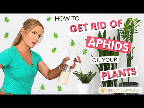 5 Tips to Get Rid of Aphids on Your Houseplants