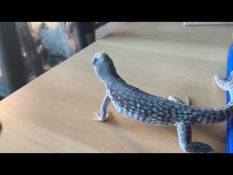 Desert Iguana Crawls Around My Desk (Wait ‘Til the End)