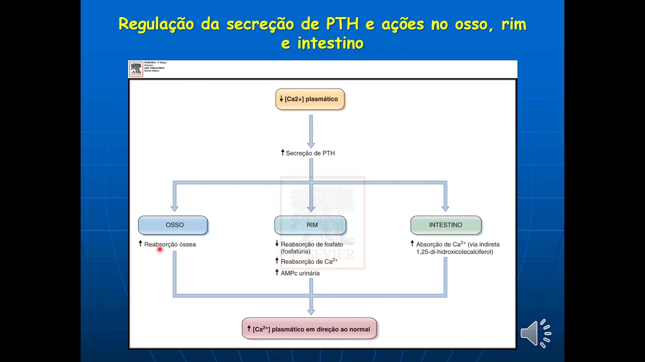 Sistema Endócrino Paratireoide
