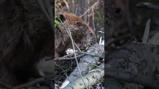 Beaver Sounds (The Beaver Takes A Large Branch From A Tree Then Proceeds To Cut It Up)