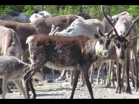 Film Rentiere Reivo  27 06 2020