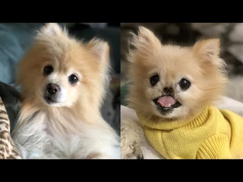 Dog Has No Nose After Operation to Remove Cancer