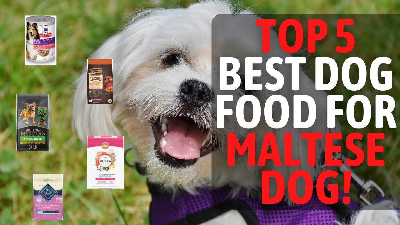 Watch video 5 Best Dog Foods For Maltese Dogs That Will Keep Them Healthy | Should I Buy Food Now 5 Best Dog Foods For Maltese Dogs That Will Keep Them Healthy | Should I Buy Food