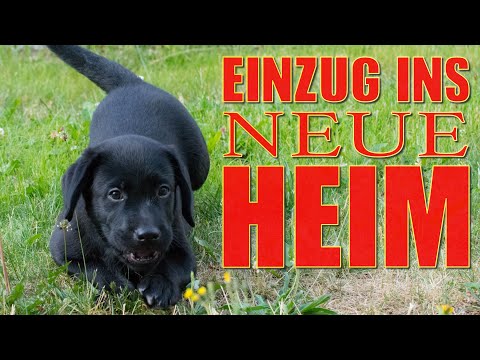 Cedric der Labrador - 01 | Einzug ins neue Heim