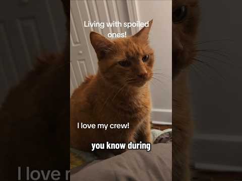 #cats #tabbycat #blackandwhitecat #Silas #Marissa  #nightlyroutine  #bedtime