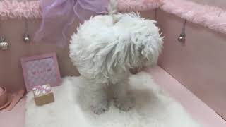 ミニチュアシュナウザーの動画01