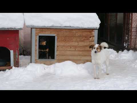 Kari bleibt in der Hütte Malini wedelt im Schnee 250219